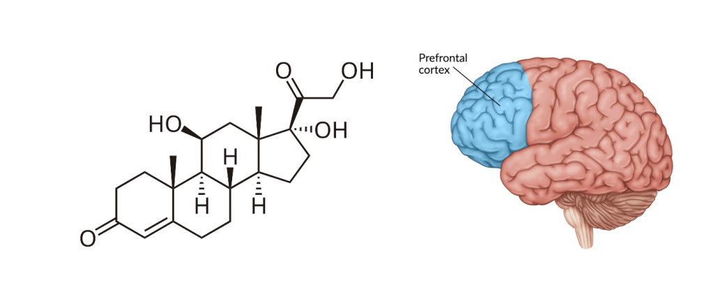 Prefrontal cortex